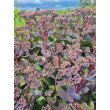 ŠILOKAS (SEDUM TELEPHIUM) 'MATRONA' ŠILOKAS (SEDUM TELEPHIUM) 'MATRONA'