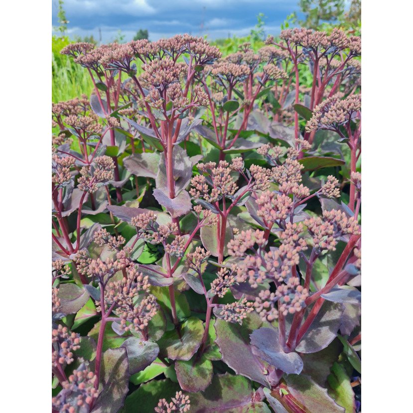 ŠILOKAS (SEDUM TELEPHIUM) 'MATRONA' ŠILOKAS (SEDUM TELEPHIUM) 'MATRONA'