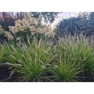RUDENINIS MĖLITAS (SESLERIA AUTUMNALIS) RUDENINIS MĖLITAS (SESLERIA AUTUMNALIS)