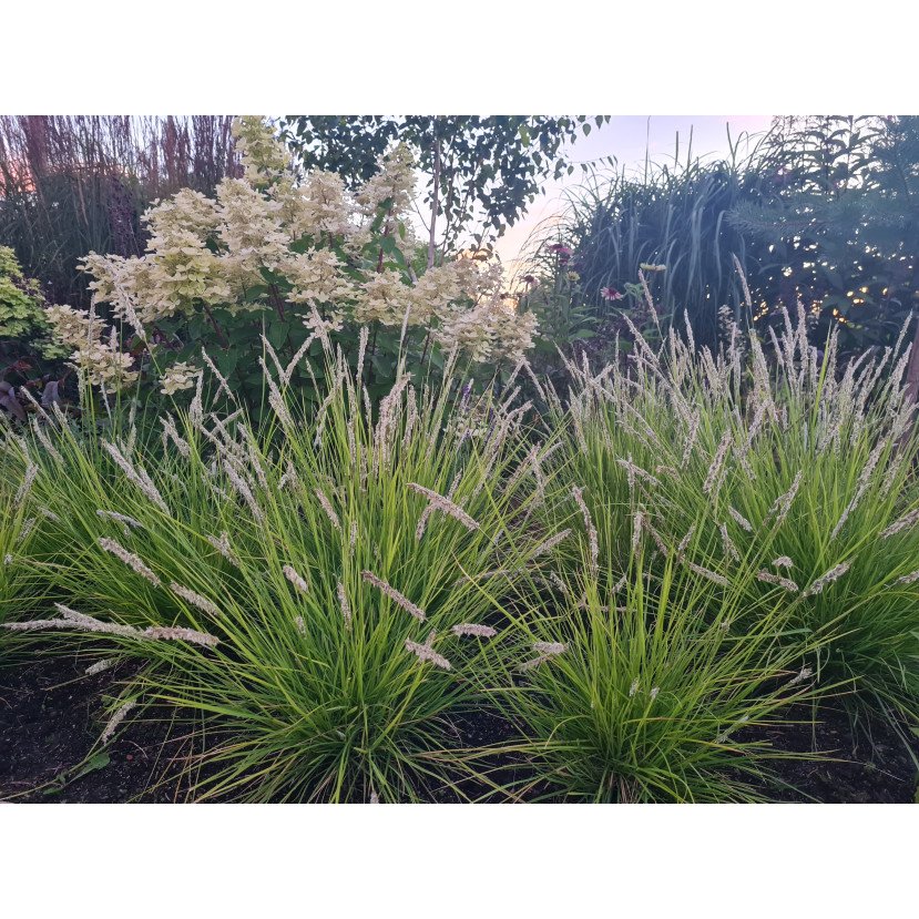 RUDENINIS MĖLITAS (SESLERIA AUTUMNALIS)