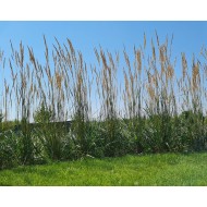 SMAILIAŽIEDIS LENDRŪNAS (CALAMAGROSTIS X ACUTIFLORA) 'KARL FOERSTER' SMAILIAŽIEDIS LENDRŪNAS (CALAMAGROSTIS X ACUTIFLORA) 'KARL FOERSTER'