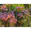 ŠILOKAS (SEDUM TELEPHIUM) 'MATRONA' ŠILOKAS (SEDUM TELEPHIUM) 'MATRONA'