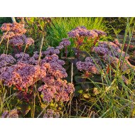 ŠILOKAS (SEDUM TELEPHIUM) 'MATRONA'
