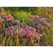 ŠILOKAS (SEDUM TELEPHIUM) 'MATRONA' ŠILOKAS (SEDUM TELEPHIUM) 'MATRONA'