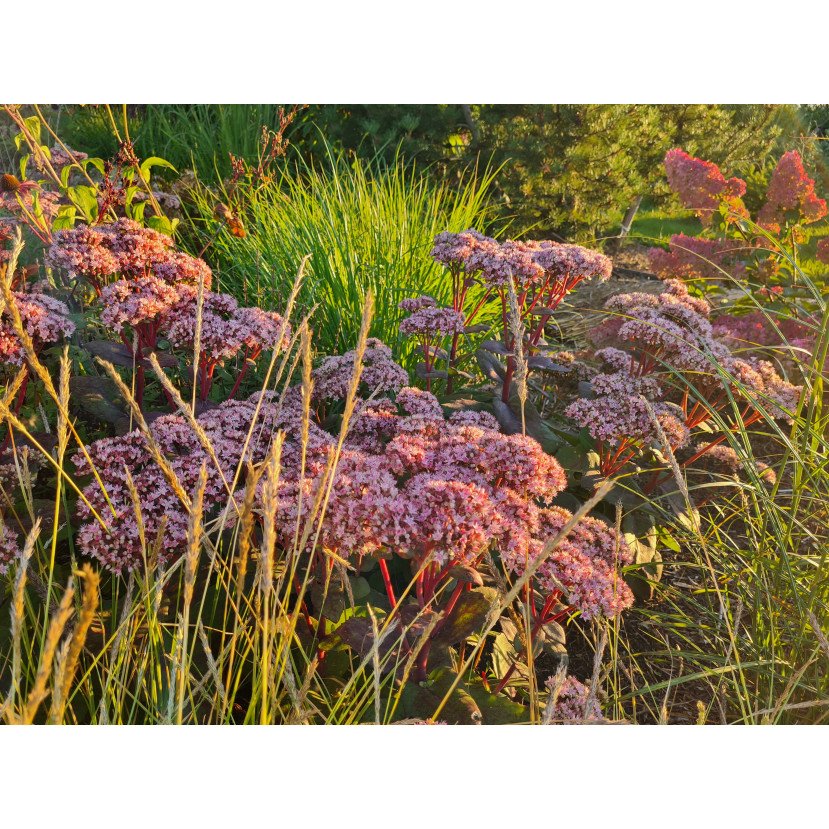 ŠILOKAS (SEDUM TELEPHIUM) 'MATRONA' ŠILOKAS (SEDUM TELEPHIUM) 'MATRONA'