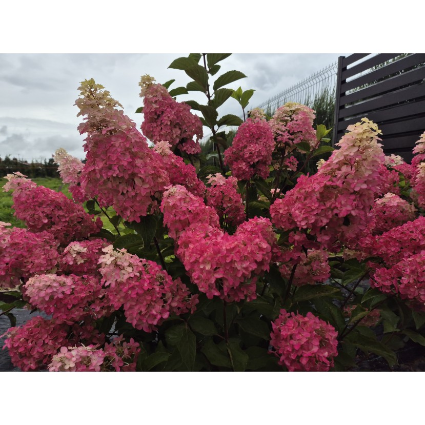 ŠLUOTELINĖ HORTENZIJA (HYDRANGEA PANICULATA) 'MELBA FRAISE'