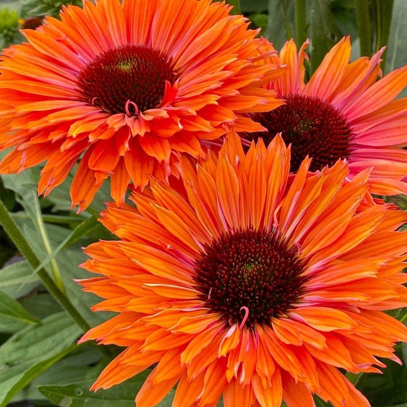 EŽIUOLĖ (ECHINACEA PURPUREA) 'SUNSEEKERS MINEOLA'