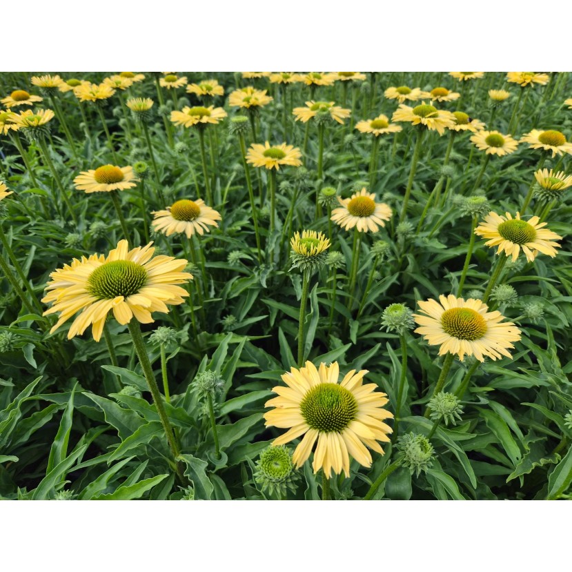 EŽIUOLĖ (ECHINACEA PURPUREA) 'SUNSEEKERS LIMONCELLO'