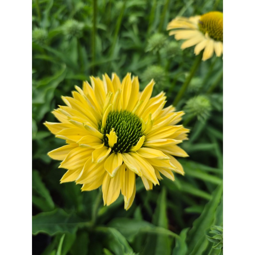 EŽIUOLĖ (ECHINACEA PURPUREA) 'SUNSEEKERS LIMONCELLO'