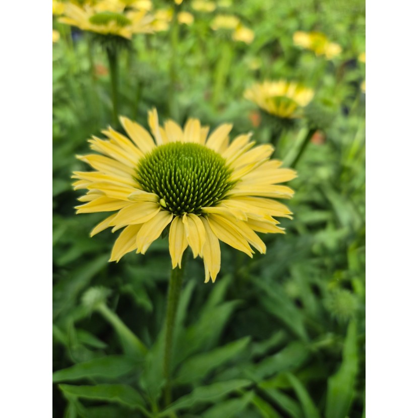 EŽIUOLĖ (ECHINACEA PURPUREA) 'SUNSEEKERS LIMONCELLO'