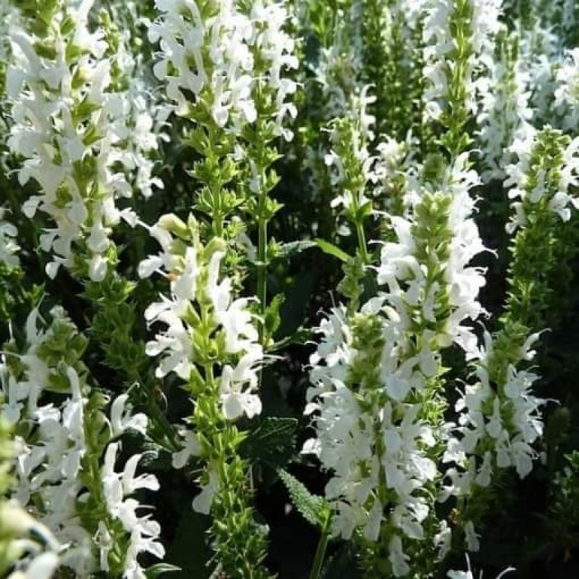 GOJINIS ŠALAVIJAS (SALVIA NEMOROSA) 'ADRIAN'