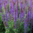 GOJINIS ŠALAVIJAS (SALVIA NEMOROSA) 'OSTFRIESLAND' GOJINIS ŠALAVIJAS (SALVIA NEMOROSA) 'OSTFRIESLAND'