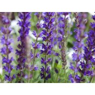 GOJINIS ŠALAVIJAS (SALVIA NEMOROSA) 'OSTFRIESLAND' GOJINIS ŠALAVIJAS (SALVIA NEMOROSA) 'OSTFRIESLAND'