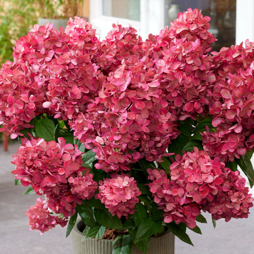ŠLUOTELINĖ HORTENZIJA (HYDRANGEA PANICULATA) 'BONFIRE' ŠLUOTELINĖ HORTENZIJA (HYDRANGEA PANICULATA) 'BONFIRE'