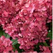 ŠLUOTELINĖ HORTENZIJA (HYDRANGEA PANICULATA) 'BONFIRE' ŠLUOTELINĖ HORTENZIJA (HYDRANGEA PANICULATA) 'BONFIRE'