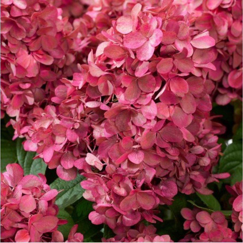 ŠLUOTELINĖ HORTENZIJA (HYDRANGEA PANICULATA) 'BONFIRE' ŠLUOTELINĖ HORTENZIJA (HYDRANGEA PANICULATA) 'BONFIRE'
