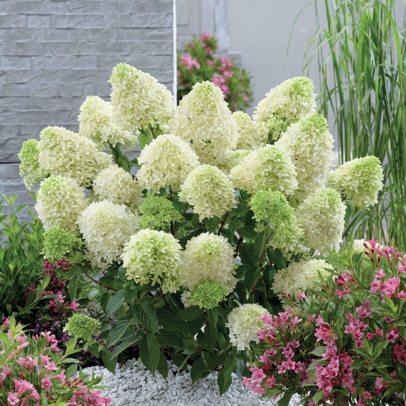 ŠLUOTELINĖ HORTENZIJA (HYDRANGEA PANICULATA) 'SKYFALL' ŠLUOTELINĖ HORTENZIJA (HYDRANGEA PANICULATA) 'SKYFALL'