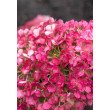 ŠLUOTELINĖ HORTENZIJA (HYDRANGEA PANICULATA) 'LIVING LITTLE ROSY' ŠLUOTELINĖ HORTENZIJA (HYDRANGEA PANICULATA) 'LIVING LITTLE ROSY'