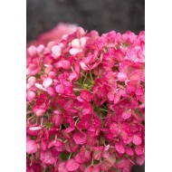 ŠLUOTELINĖ HORTENZIJA (HYDRANGEA PANICULATA) 'LIVING LITTLE ROSY' ŠLUOTELINĖ HORTENZIJA (HYDRANGEA PANICULATA) 'LIVING LITTLE ROSY'