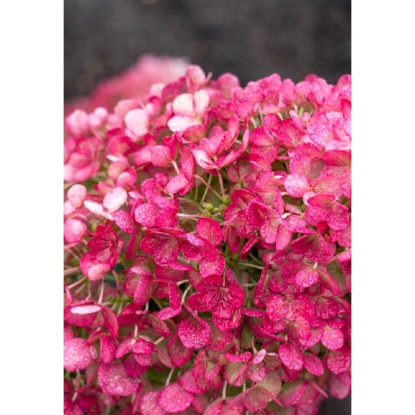 ŠLUOTELINĖ HORTENZIJA (HYDRANGEA PANICULATA) 'LIVING LITTLE ROSY' ŠLUOTELINĖ HORTENZIJA (HYDRANGEA PANICULATA) 'LIVING LITTLE ROSY'