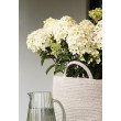 ŠLUOTELINĖ HORTENZIJA (HYDRANGEA PANICULATA) 'LIVING LITTLE ROSY' ŠLUOTELINĖ HORTENZIJA (HYDRANGEA PANICULATA) 'LIVING LITTLE ROSY'