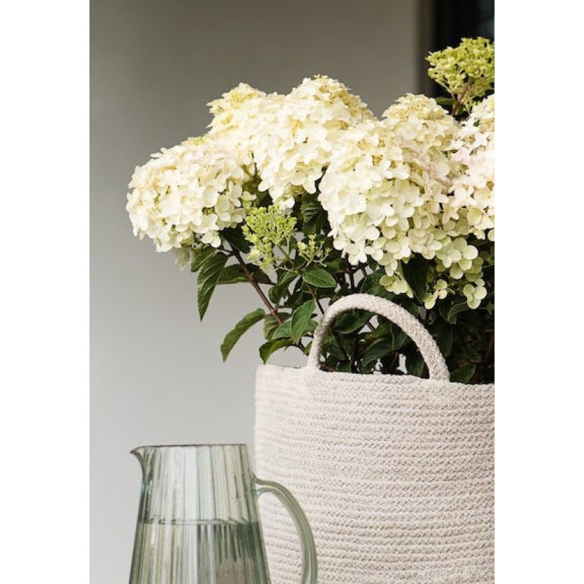 ŠLUOTELINĖ HORTENZIJA (HYDRANGEA PANICULATA) 'LIVING LITTLE ROSY' ŠLUOTELINĖ HORTENZIJA (HYDRANGEA PANICULATA) 'LIVING LITTLE ROSY'