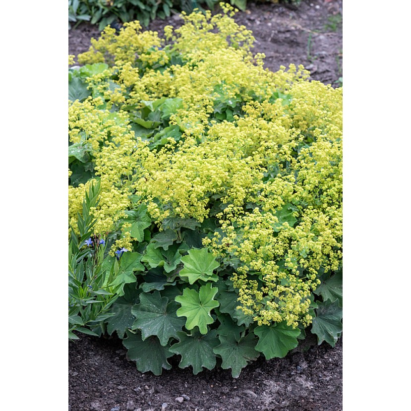 ŠVELNIOJI RASAKILA (ALCHEMILLA MOLLIS) 'AUSLESE' ŠVELNIOJI RASAKILA (ALCHEMILLA MOLLIS) 'AUSLESE'