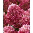ŠLUOTELINĖ HORTENZIJA (HYDRANGEA PANICULATA) 'LIVING LITTLE ROSY' ŠLUOTELINĖ HORTENZIJA (HYDRANGEA PANICULATA) 'LIVING LITTLE ROSY'