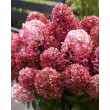 ŠLUOTELINĖ HORTENZIJA (HYDRANGEA PANICULATA) 'LIVING LITTLE ROSY' ŠLUOTELINĖ HORTENZIJA (HYDRANGEA PANICULATA) 'LIVING LITTLE ROSY'