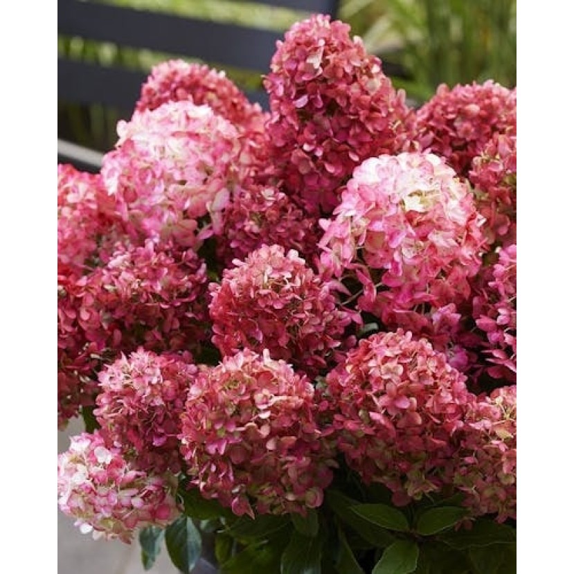 ŠLUOTELINĖ HORTENZIJA (HYDRANGEA PANICULATA) 'LIVING LITTLE ROSY' ŠLUOTELINĖ HORTENZIJA (HYDRANGEA PANICULATA) 'LIVING LITTLE ROSY'