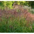 KININIS MISKANTAS (MISCANTHUS SINENSIS) 'FLAMINGO' KININIS MISKANTAS (MISCANTHUS SINENSIS) 'FLAMINGO'