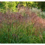 KININIS MISKANTAS (MISCANTHUS SINENSIS) 'FLAMINGO'