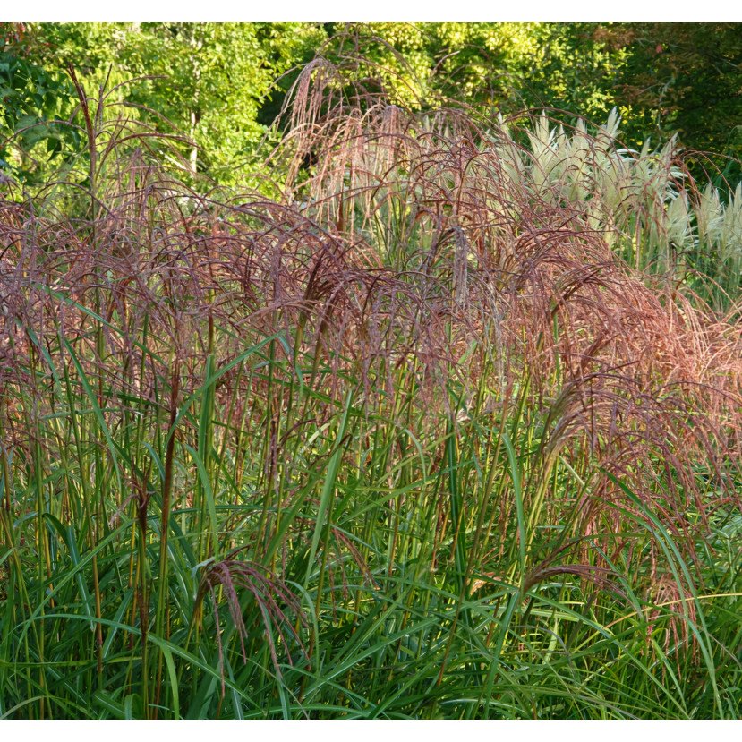 KININIS MISKANTAS (MISCANTHUS SINENSIS) 'FLAMINGO' KININIS MISKANTAS (MISCANTHUS SINENSIS) 'FLAMINGO'