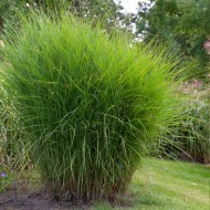 KININIS MISKANTAS (MISCANTHUS SINENSIS) 'GRACILLIMUS'