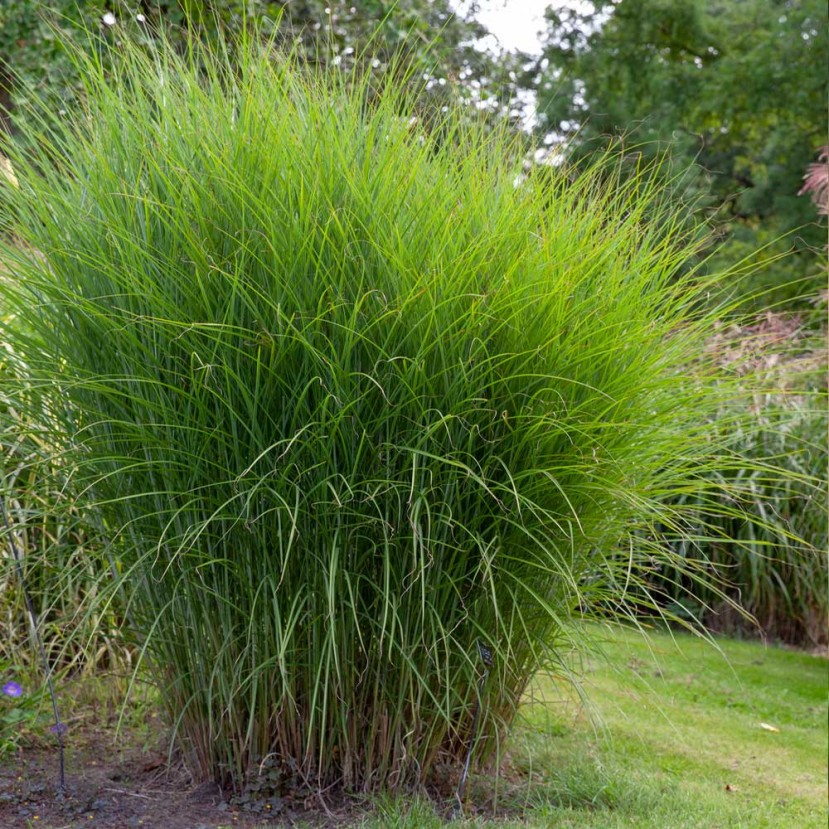 KININIS MISKANTAS (MISCANTHUS SINENSIS) 'GRACILLIMUS' KININIS MISKANTAS (MISCANTHUS SINENSIS) 'GRACILLIMUS'