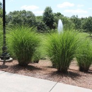 KININIS MISKANTAS (MISCANTHUS SINENSIS) 'GRACILLIMUS' KININIS MISKANTAS (MISCANTHUS SINENSIS) 'GRACILLIMUS'