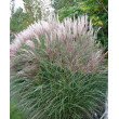 KININIS MISKANTAS (MISCANTHUS SINENSIS) 'KLEINE SILBERSPINNE' KININIS MISKANTAS (MISCANTHUS SINENSIS) 'KLEINE SILBERSPINNE'