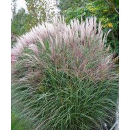 KININIS MISKANTAS (MISCANTHUS SINENSIS) 'KLEINE SILBERSPINNE'