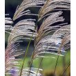 KININIS MISKANTAS (MISCANTHUS SINENSIS) 'KLEINE SILBERSPINNE' KININIS MISKANTAS (MISCANTHUS SINENSIS) 'KLEINE SILBERSPINNE'