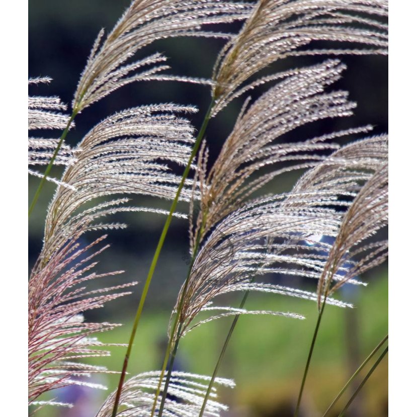 KININIS MISKANTAS (MISCANTHUS SINENSIS) 'KLEINE SILBERSPINNE' KININIS MISKANTAS (MISCANTHUS SINENSIS) 'KLEINE SILBERSPINNE'