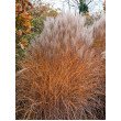 KININIS MISKANTAS (MISCANTHUS SINENSIS) 'KLEINE SILBERSPINNE' KININIS MISKANTAS (MISCANTHUS SINENSIS) 'KLEINE SILBERSPINNE'