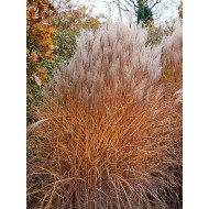 KININIS MISKANTAS (MISCANTHUS SINENSIS) 'KLEINE SILBERSPINNE' KININIS MISKANTAS (MISCANTHUS SINENSIS) 'KLEINE SILBERSPINNE'
