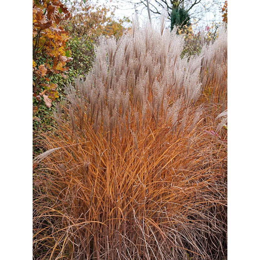 KININIS MISKANTAS (MISCANTHUS SINENSIS) 'KLEINE SILBERSPINNE' KININIS MISKANTAS (MISCANTHUS SINENSIS) 'KLEINE SILBERSPINNE'