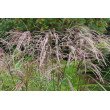 KININIS MISKANTAS (MISCANTHUS SINENSIS) 'FLAMINGO' KININIS MISKANTAS (MISCANTHUS SINENSIS) 'FLAMINGO'