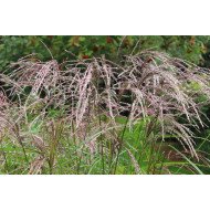 KININIS MISKANTAS (MISCANTHUS SINENSIS) 'FLAMINGO' KININIS MISKANTAS (MISCANTHUS SINENSIS) 'FLAMINGO'