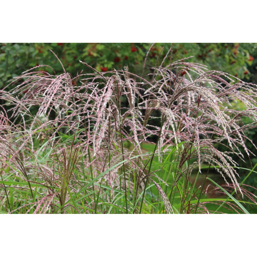 KININIS MISKANTAS (MISCANTHUS SINENSIS) 'FLAMINGO' KININIS MISKANTAS (MISCANTHUS SINENSIS) 'FLAMINGO'