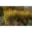 RYKŠTĖTOJI SORA (PANICUM VIRGATUM) 'NORTHWIND' RYKŠTĖTOJI SORA (PANICUM VIRGATUM) 'NORTHWIND'