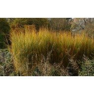 RYKŠTĖTOJI SORA (PANICUM VIRGATUM) 'NORTHWIND' RYKŠTĖTOJI SORA (PANICUM VIRGATUM) 'NORTHWIND'