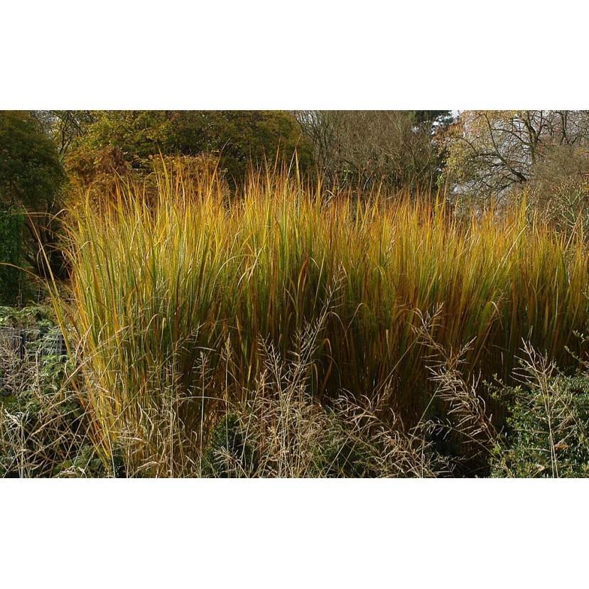 RYKŠTĖTOJI SORA (PANICUM VIRGATUM) 'NORTHWIND' RYKŠTĖTOJI SORA (PANICUM VIRGATUM) 'NORTHWIND'
