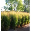 RYKŠTĖTOJI SORA (PANICUM VIRGATUM) 'NORTHWIND' RYKŠTĖTOJI SORA (PANICUM VIRGATUM) 'NORTHWIND'